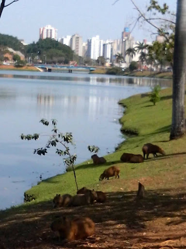 Melhores Apartamentos em São José do Rio Preto, São Paulo para Alugar 2025
