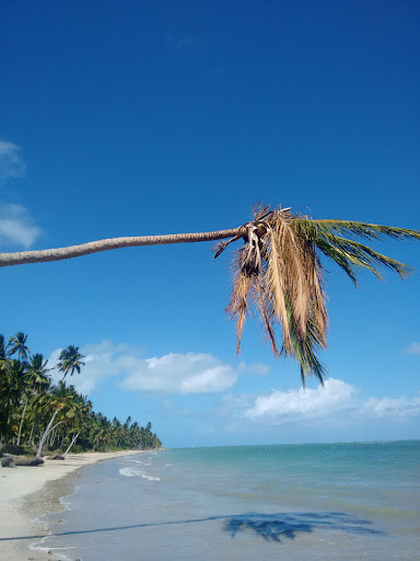 Melhores Apartamentos em Barra do Camaragibe, Alagoas para Alugar 2025