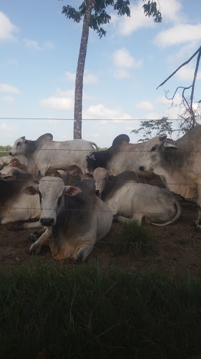 Melhores Apartamentos em Benevides, Pará para Alugar 2025