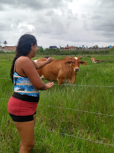 Melhores Apartamentos em Passo de Camarajibe, Alagoas para Alugar 2025